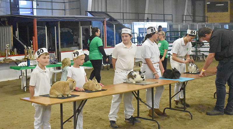 Photos from the fair – The Equity